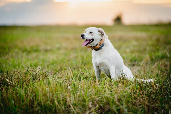 Çayırdaki bir yaz tarlasında duran melez köpek..