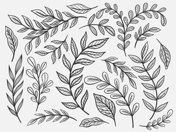 Définir l'élément de contour de la plante.Collection.Herb congé nature isolé. — Image vectorielle