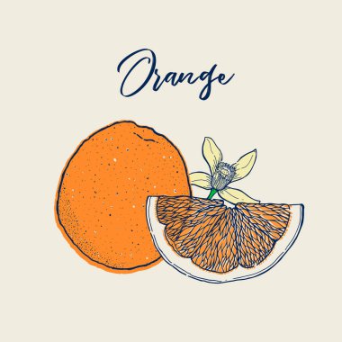 Portakal meyvesinden yapılmış mürekkep eli. Yiyecek koleksiyonu. Eskiz