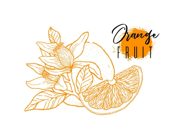 Tusche von Hand aus orangen Früchten gezeichnet. Sammlung von Nahrungsmitteln. Vintage-Sketch lizenzfreie Stockvektoren