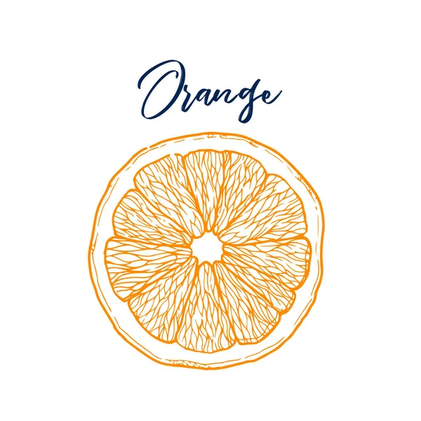 Tusche von Hand aus orangen Früchten gezeichnet. Sammlung von Nahrungsmitteln. Vintage-Sketch Stockvektor