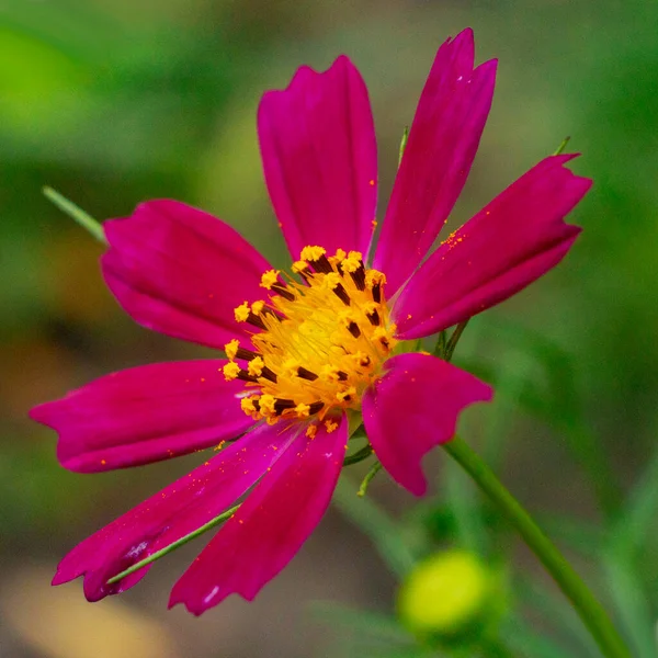 Une fleur rouge qui ressemble à une grande camomille — Photo