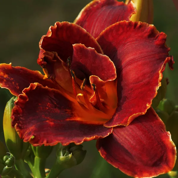 Rote Lilie Blume aus nächster Nähe — Stockfoto