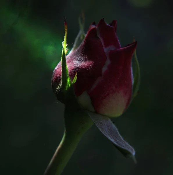 Un bocciolo di rosa rossa su cui cadde un raggio di luce — Foto Stock