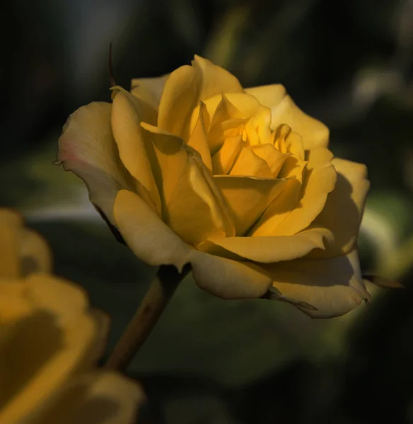 A blossoming flower of a beautiful yellow rose with a ray of light falling on it — Stock Photo, Image