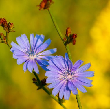 Güzel, küçük, mavi, vahşi bir çiçek.