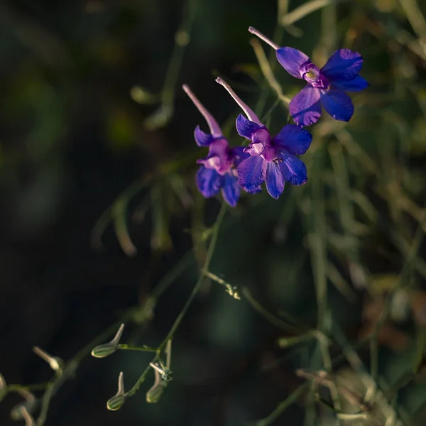 Pequeña flor púrpura de la familia gentianaceae — Foto de Stock