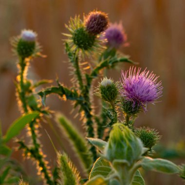 Güzel mor çiçek dikenleri yaz güneşli bir günde