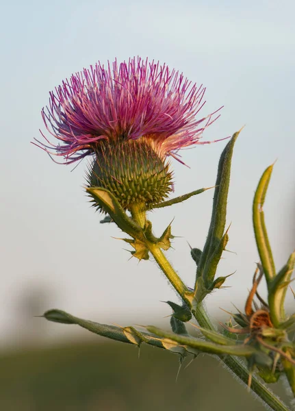 Beautiful purple flower thorns on a summer sunny day — Fotografia de Stock