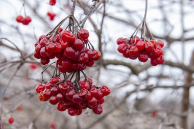 Parlak, olgun viburum meyveleri kışın bir dalda