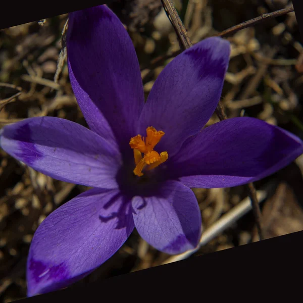 Beautiful spring purple flower called crocus growing in the garden — Stock Photo, Image