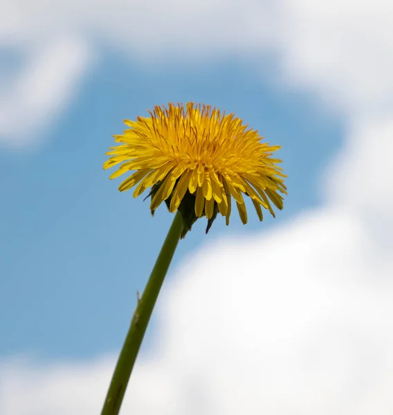 Dandelion flower yellow color ha blue sky background — Foto Stock