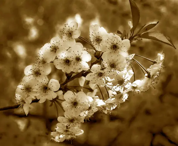 Kvetoucí třešeň na jaře — Stock fotografie