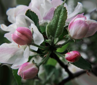 Bir elma ağacı çiçek açan dalları