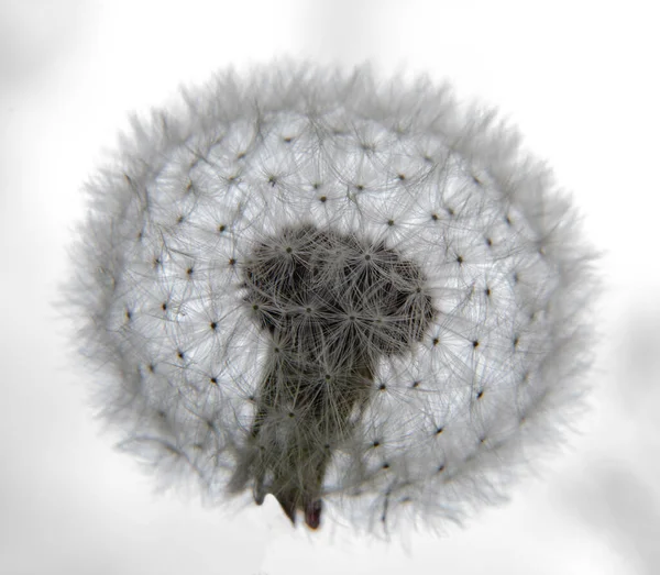 Primavera Fiore Tarassaco Bianco Soffice Foto Alta Qualità — Foto Stock