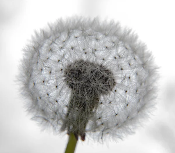 Ανοιξιάτικο Λευκό Και Χνουδωτό Λουλούδι Πικραλίδας Υψηλής Ποιότητας Φωτογραφία — Φωτογραφία Αρχείου
