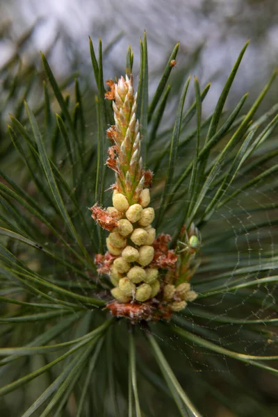 Young Cone Grows Spruce Tree High Quality Photo — Stock Photo, Image