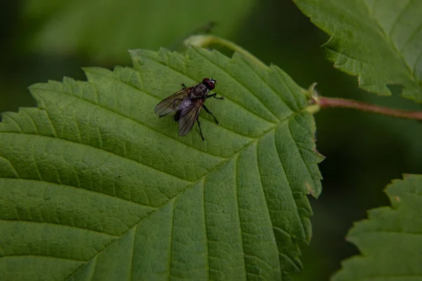 Big Fly Sits Green Young Leaf High Quality Photo — Stock Photo, Image