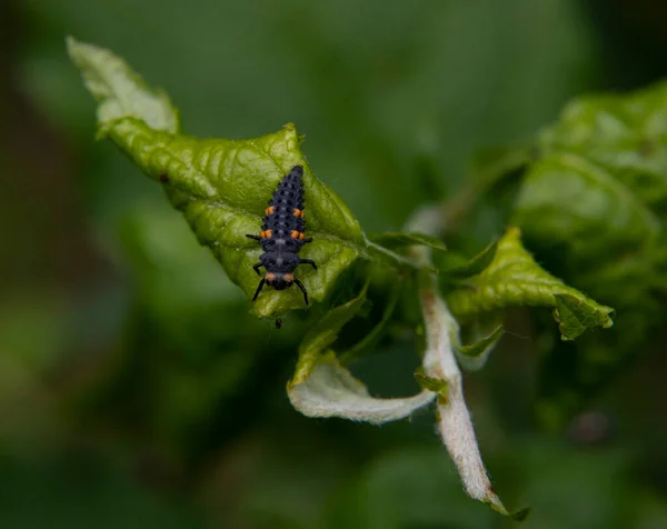 Pequeno Inseto Larva Joaninha Foto Alta Qualidade — Fotografia de Stock