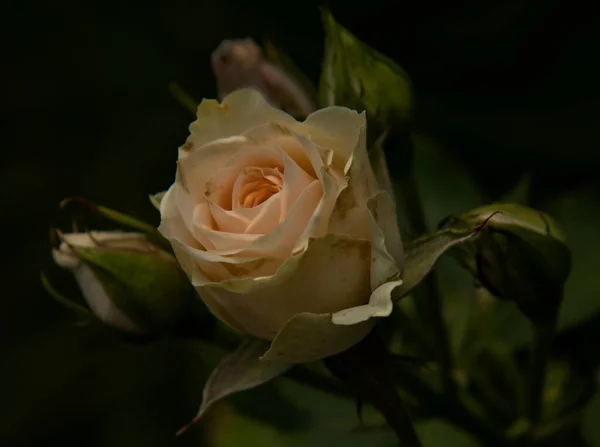 Beautiful Small Rose Buds Dark Background High Quality Photo — Stock Photo, Image