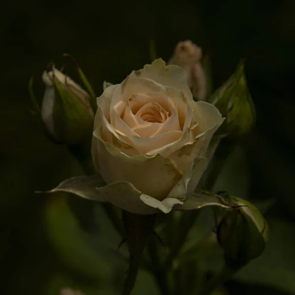 Beautiful Small Rose Buds Dark Background High Quality Photo — Fotografia de Stock