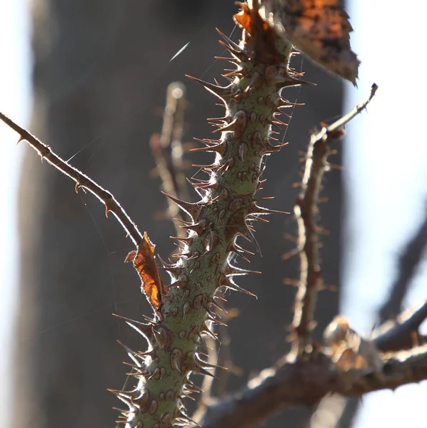 Rose Branch Sharp Thorns High Quality Photo — Foto de Stock