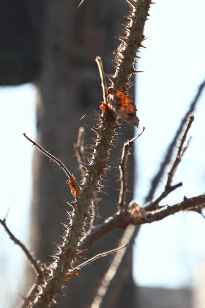 Rose Branch Sharp Thorns High Quality Photo — Foto de Stock