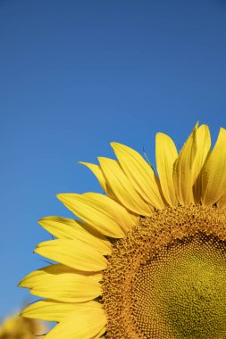 Bright yellow sunflower against the blue sky. High quality photo