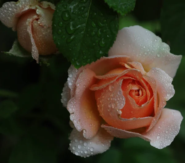 Прекрасна Квітка Троянди Краплями Води Високоякісна Фотографія — стокове фото