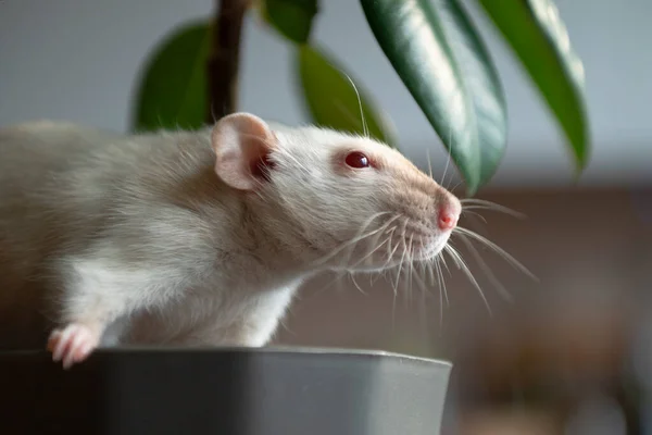 Curious Domestic Siamese Rat Rattus Norvegicus Red Eyes Brown Nose — Stock Photo, Image