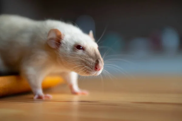 Cute Domestic Siamese Rat Rattus Norvegicus Red Eyes Brown Nose Obrazy Stockowe bez tantiem