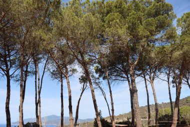 Massawa, Eritre-Eylül 02, 2021: Massawa 'dan Asmara' ya giden Eritre Kızıl Denizi 'nden inanılmaz manzara. Kötü hava ve bazı yeşil alanlar.