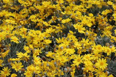 Cenova, Itay - 03 Mayıs 2022: Euroflora bir çiçek sergisi ve süs bitkisi Cenova 'nın Nervi parklarında yer alan başlıca çiçek sergilerinden biri..