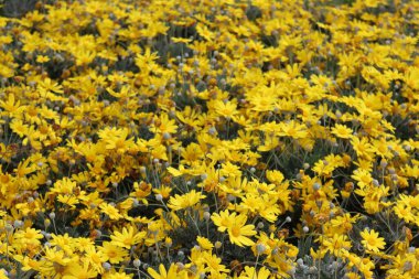 Cenova, Itay - 03 Mayıs 2022: Euroflora bir çiçek sergisi ve süs bitkisi Cenova 'nın Nervi parklarında yer alan başlıca çiçek sergilerinden biri..