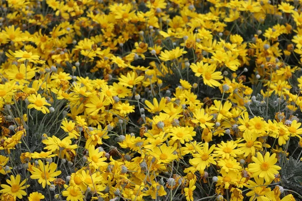 Cenova, Itay - 03 Mayıs 2022: Euroflora bir çiçek sergisi ve süs bitkisi Cenova 'nın Nervi parklarında yer alan başlıca çiçek sergilerinden biri..