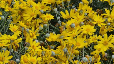 Cenova, Itay - 03 Mayıs 2022: Euroflora bir çiçek sergisi ve süs bitkisi Cenova 'nın Nervi parklarında yer alan başlıca çiçek sergilerinden biri..