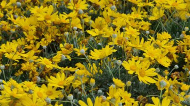 Cenova, Itay - 03 Mayıs 2022: Euroflora bir çiçek sergisi ve süs bitkisi Cenova 'nın Nervi parklarında yer alan başlıca çiçek sergilerinden biri..