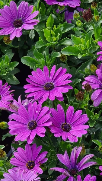 Genova Itay May 2022 Euroflora Exhibition Flower Ornamental Plant One — Stockfoto