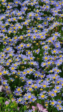 Cenova, Itay - 03 Mayıs 2022: Euroflora bir çiçek sergisi ve süs bitkisi Cenova 'nın Nervi parklarında yer alan başlıca çiçek sergilerinden biri..