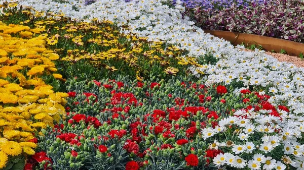 Genova Itay May 2022 Euroflora Exhibition Flower Ornamental Plant One — Fotografia de Stock