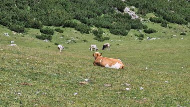 Val Badia, Italy-July 18, 2022: The italian Dolomites behind the small village of Corvara in summer days with beaitiful blue sky in the background. Green nature in the middle of the rocks.