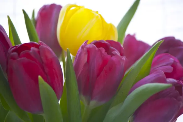 Spring mooie meerkleurige tulpen — Stockfoto