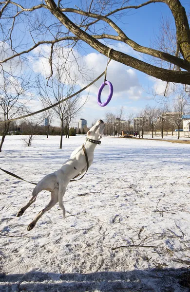 白い雪で遊んでスタッフォード犬 — ストック写真