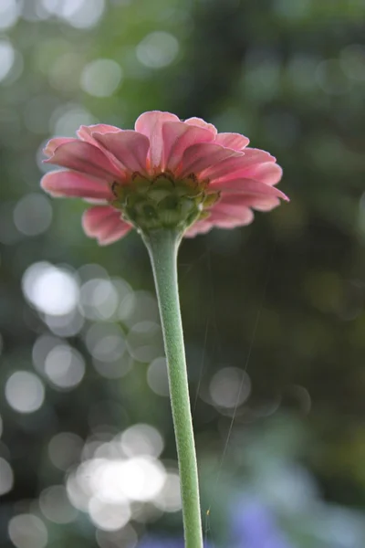 Beautiful flower Zinia — Stock Photo, Image
