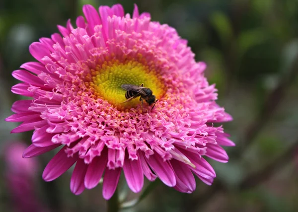 Pembe bir çiçekte arı.