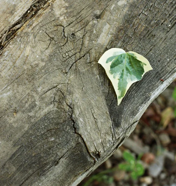 Hoja de planta con dos colores — Foto de Stock