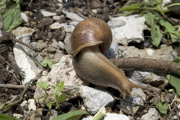 Garden Snaill on the Ground — Stock Fotó