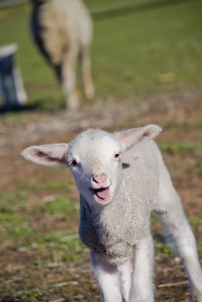 Jeune agneau saignant dans un champ — Photo