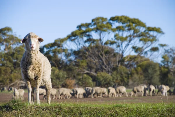 Merino Sheep Olhando para a câmera — Fotografia de Stock