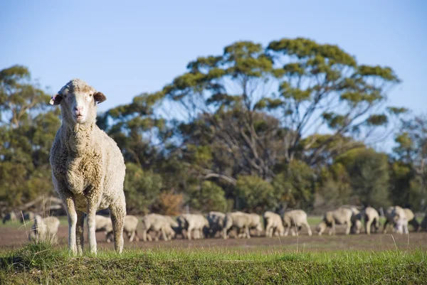 Merino Sheep จ้องมองที่กล้อง ภาพถ่ายสต็อกที่ปลอดค่าลิขสิทธิ์